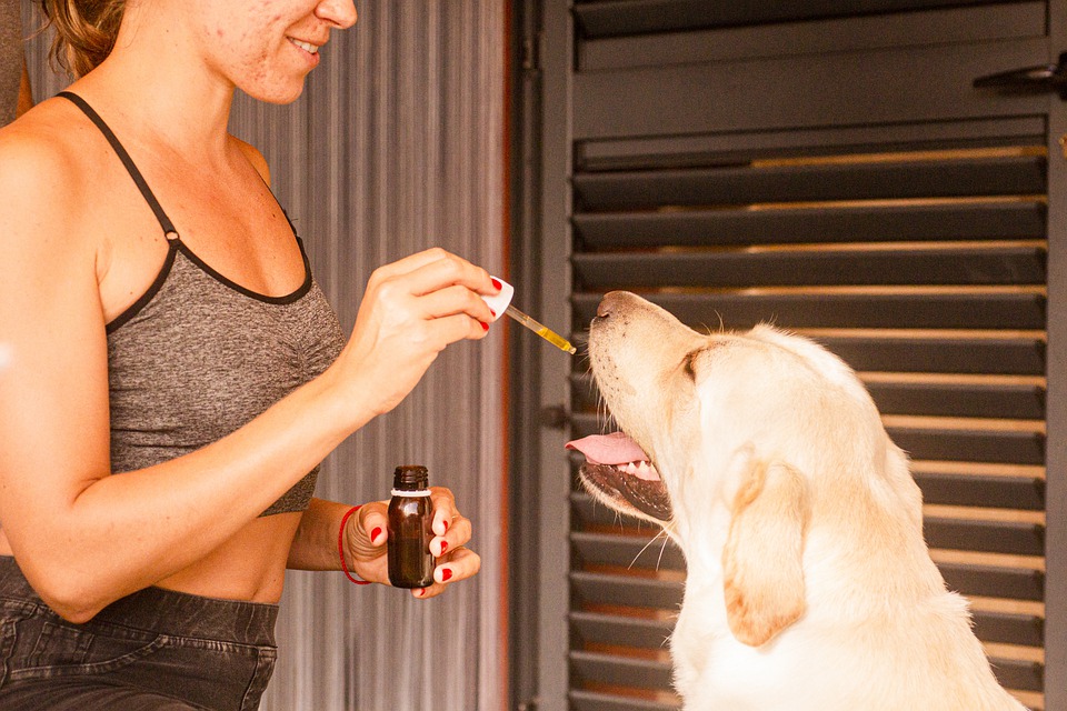 cbd oil for pets