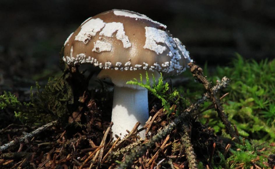 shroom